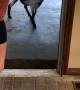 Neighbors Goat Knocks on Door and Comes Inside