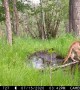 A Mountain Lion Visits a Spring in the Woods