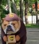 Bulldog wearing UPS costume hard at work delivering packages