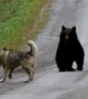 Wild bear challenges playful dog to a game of chase