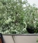 Fallen tree totally uproots garage in Chicago ally