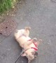 French Bulldog Refusing to Walk