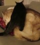 Cat decides that the best spot to sleep is on top of the dog