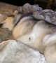 Vocal husky just wants to stay in bed all day