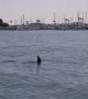 Sea lion does it\'s best impression of a shark