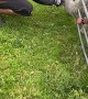 Bikers Rescue Sheep