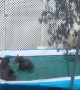 Bears Stop by for a Backyard Swim