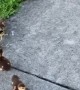 Ducklings Greet Their Dog Friend
