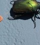 Beetle Makes a Marbled Mess