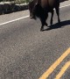 Bunch of Bison Running Down the Road