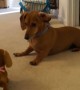 Dachshund puppy meets toy look-alike and it\'s too adorable