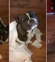 French Bulldog hilariously gets outed by supposed best friend