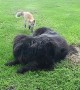 Fox Makes Friends With Huge Dog