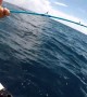 Fisherman Feeds Hungry Hammerhead