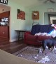 Dog Destroys Couch