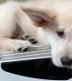 Puppy Perches on Top of Air Conditioner