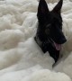 Dog Engulfed in Sea Foam