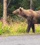 Mama Bear and Three Cubs Wander Along Road