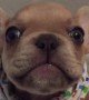 French Bulldog puppy adorably says \
