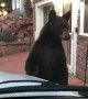 Manitou Springs Bear Comes Up Close