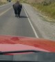 Cranky Bison Postures at Passing Cars