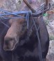Rope Has Moose in a Tangle