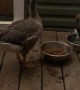 Goose and Dog Enjoying Dinnertime Together