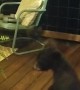 Bear Cub Gets in Trouble with Momma