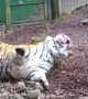 TIGER FIGHT IN DUBLIN ZOO
