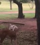 Doggy and Deer Playing Together