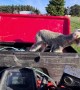 Rescuing a Little Lamb