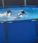 Springer Spaniels Enjoy Splashing Around the Pool