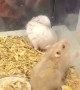 Hamster Acrobat