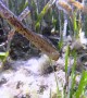 Skinny and Rare Seahorse Looks Like Sea Grass