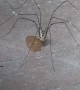 Daddy Long Legs Drinks a Droplet