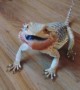 Bearded dragon does a happy dance after getting to eat blueberries
