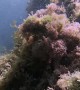 This Crab is Perfectly Camouflaged for the Shallow Sea Floor
