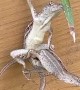 Craziest Anole I’ve Ever Seen