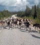 Herd of reindeer take over road and block traffic