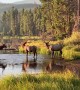 Elk Herd Wander into Beautiful Rock Mountain Sunrise