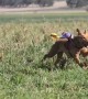 Miniature Cowboys Go for a Ride on Cattle Dogs