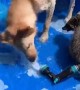 Young Raccoon Plays with Pooch in Pool