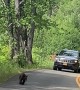 Mama Bear and Cubs Stop Cars