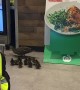 Family of Ducks Stroll through Shopping Center