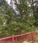 Strong Windstorm Snaps Tall Tree