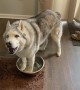 Very stubborn husky demands a water bowl refill