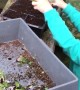 Toddler Trips while Tending to Plants