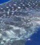 Whale Shark Gets Up Close to Fishing Boat