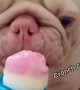 Pug crunches down on ice cream cone instead of licking it