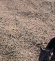 Wombat Chases Canine Friend